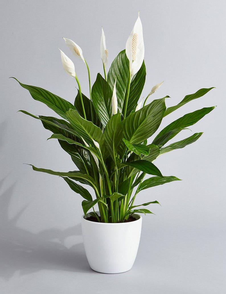 Lily