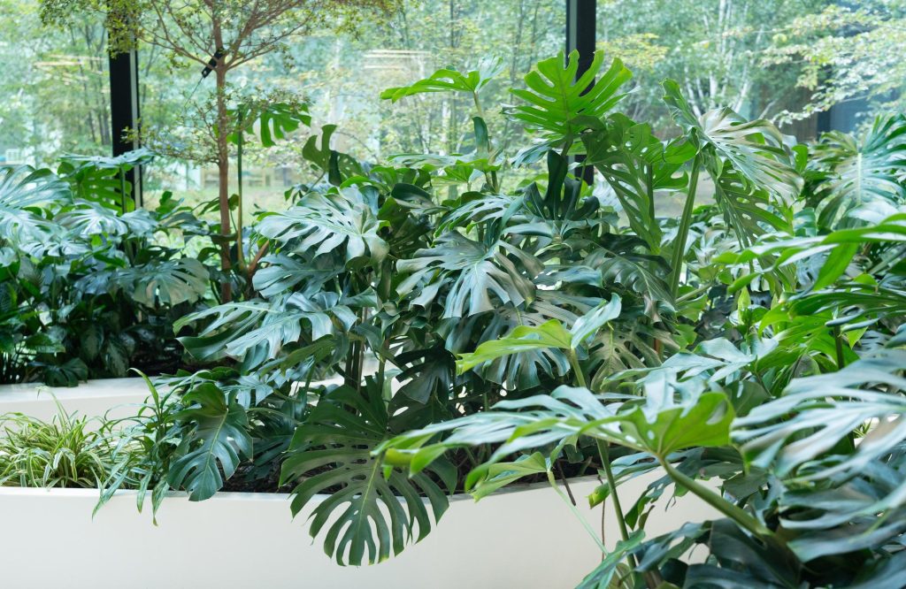 Monstera King