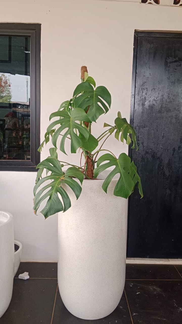 monstera borsigiana